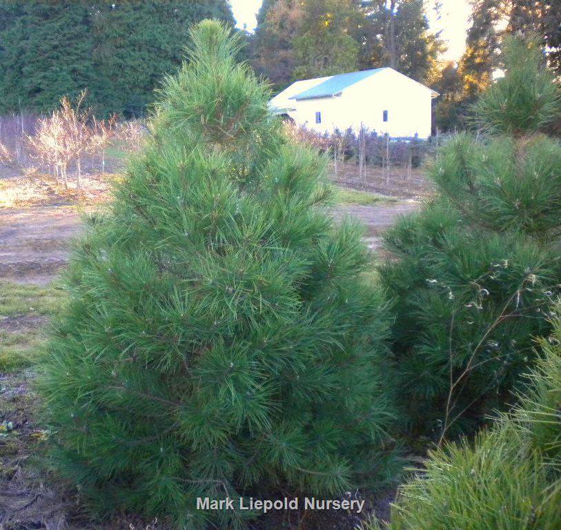 Tweet this page share on facebook. Pinus Nigra Wholesale Nursery Supplies Plant Growers In Oregon Nursery Guide