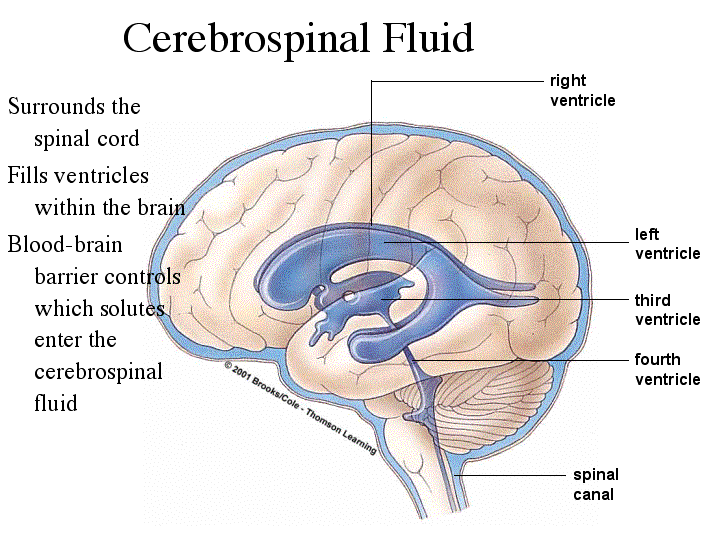 Higher rates of aneurysms are seen in women than men, according to web md. Cerebrospinal Fluid - Nursing Crib