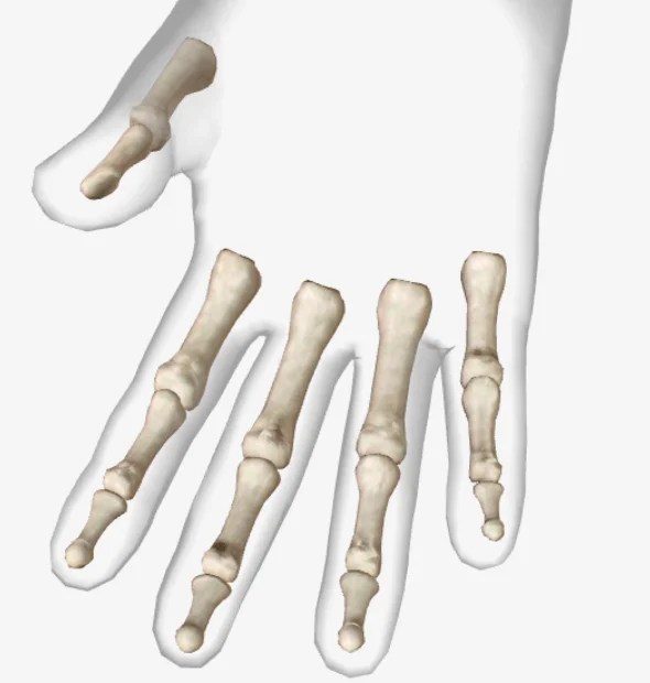 Bones of Hand NURSING LECTURE