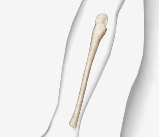 Forearm bones- Radius & Ulna | NURSING LECTURE