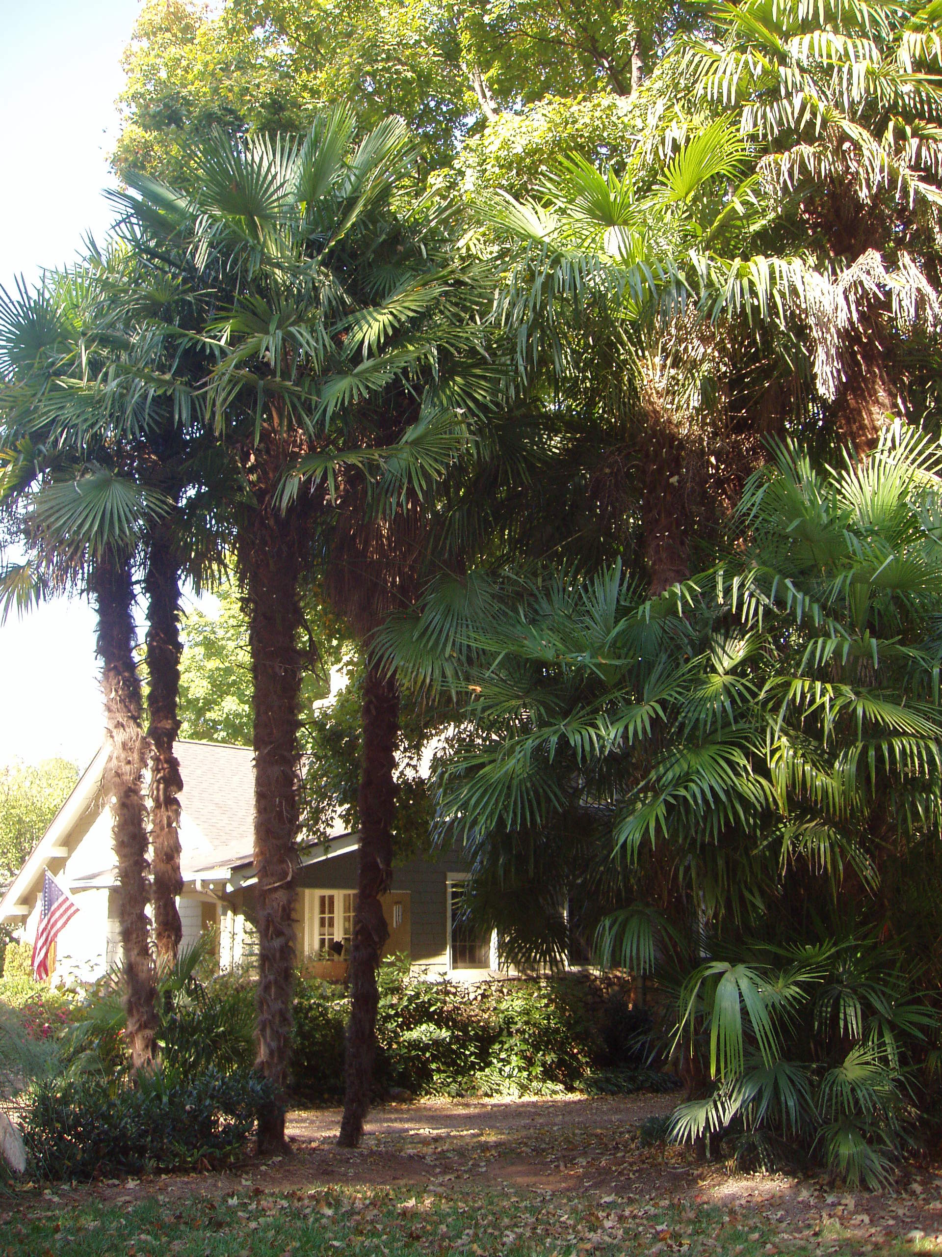 Take roots into consideration when adding trees. NEW YORK PALM TREES