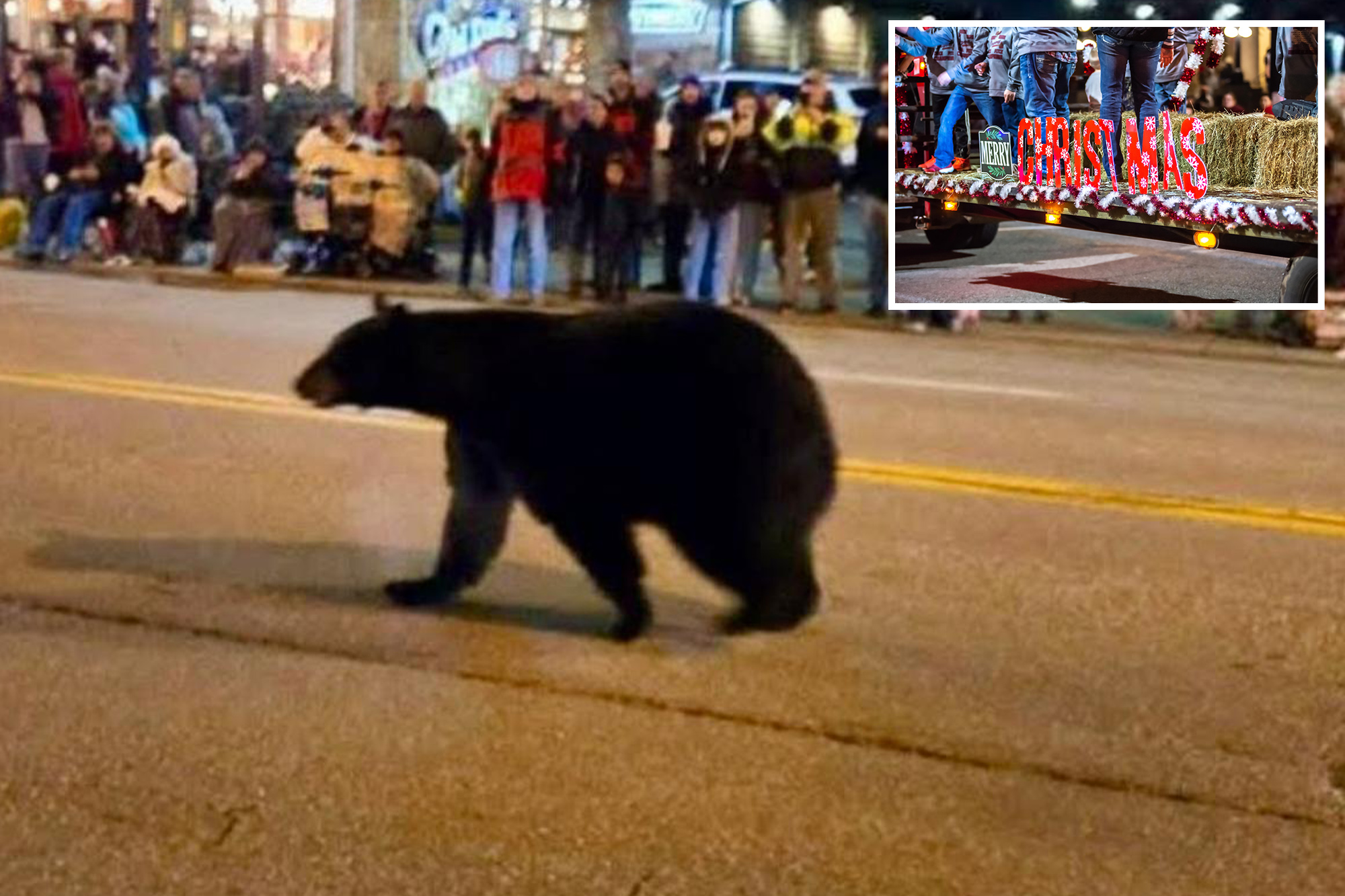 Wandering black bear crashes Christmas parade in Tennessee, stunning spectators: video