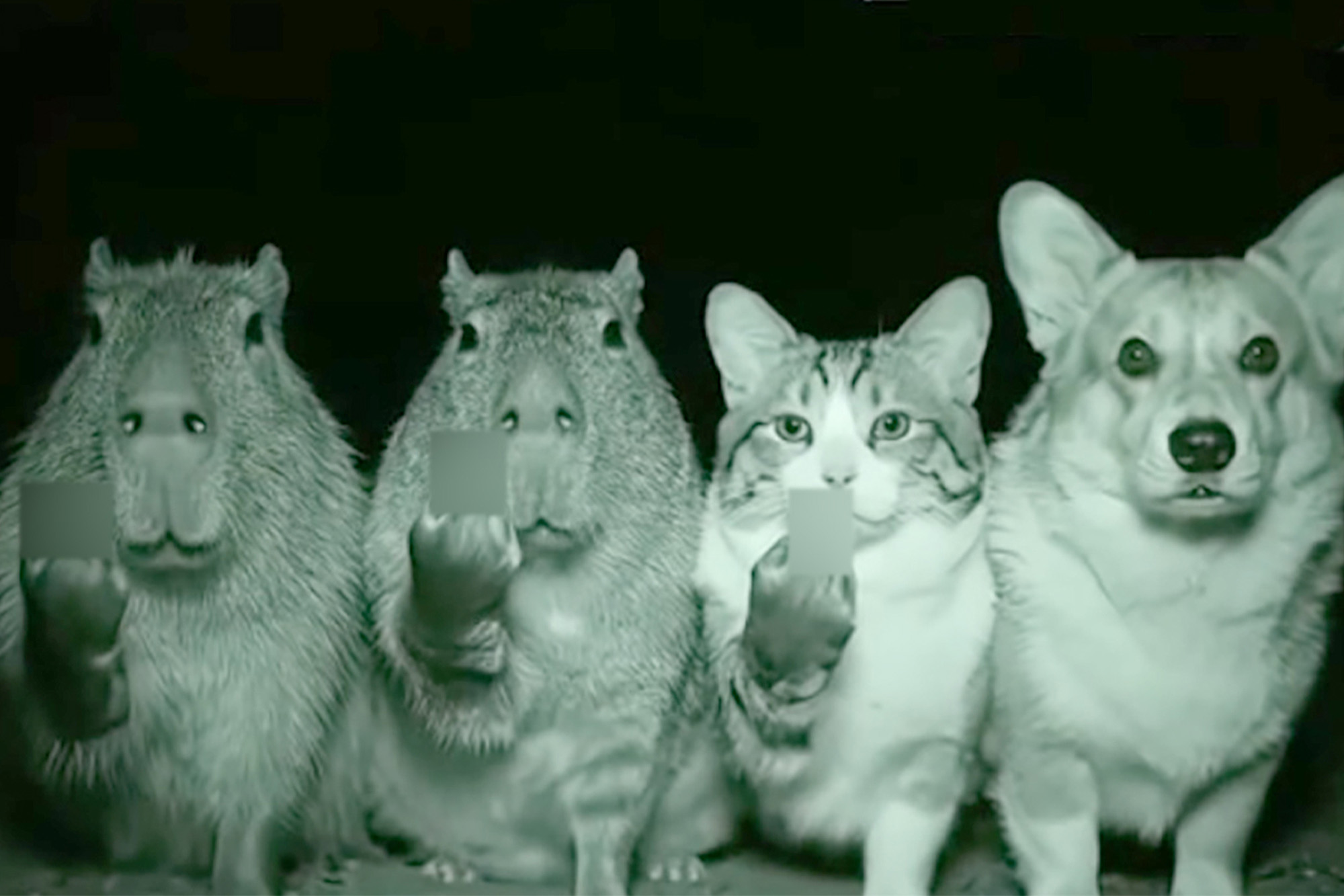 Wild late night fake outs frustrate California wildlife officials