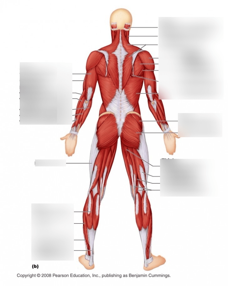There are five pairs of back muscles that help move the shoulders and upper arms. Muscle Diagram Back 3 Muscle Diagram Back 2 Muscle Diagram Back 1 Diagram Quizlet
