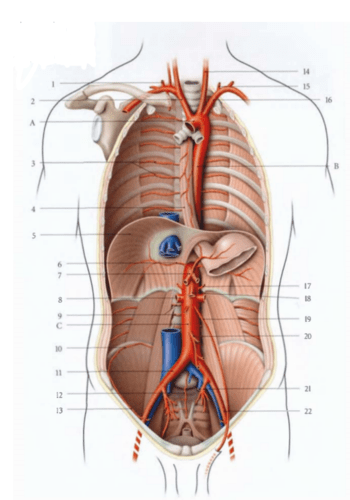 Aorte Et Ses Branches Principales Flashcards Quizlet