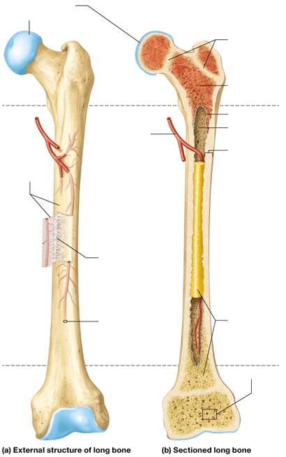 Long Bone Labeled Diagram Quizlet - Long Bone Labeled Quizlet 1 19 Describe The Structure Of Bone And Label A Diagram Of A Typical Long Bone In Longitudinal Section Diagram Quizlet Start Studying The Ocean Floor Tessaie Images