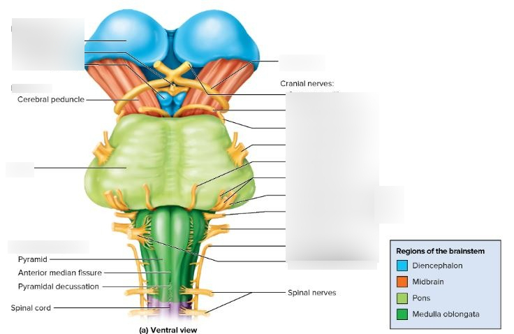· it is responsible for many vital functions of life, such as . Zoom In On Pons Medulla Ob Midbrain Diencephalon Diagram Quizlet