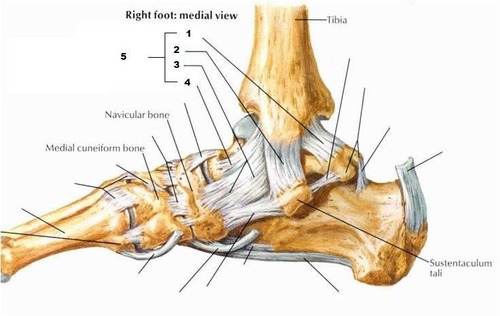 Lateral malleolus ligaments anatomy medial collaterals ligaments: Ankle Ligaments W Pictures Flashcards Quizlet