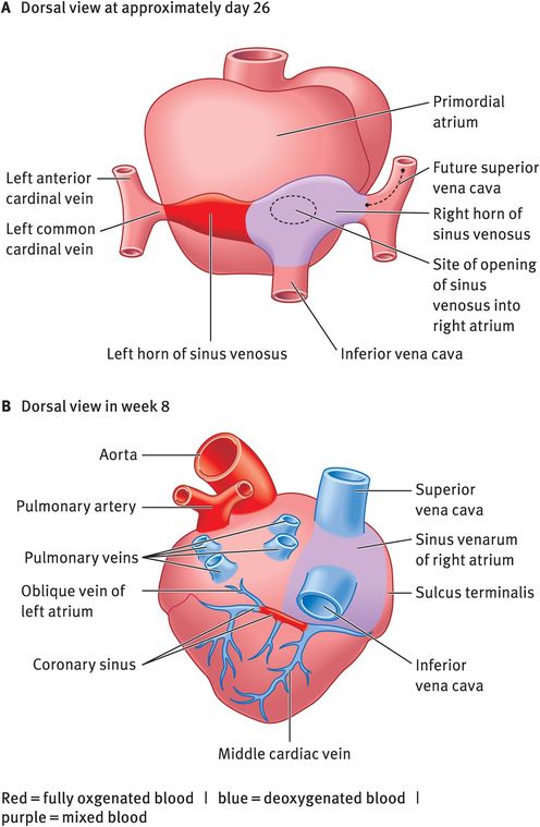 Development of the heart and the fetal circulation | Obgyn Key