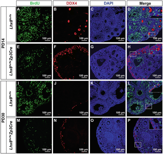 The Rise and Fall of Oogonial Stem Cells Within the Historical Context ...