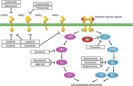 Signal Transduction and Targeted Therapy for Gynecologic Cancer | Obgyn Key