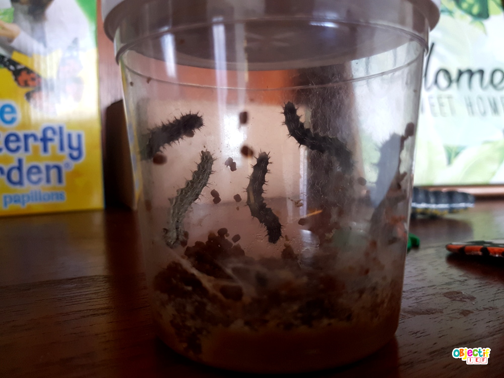 Kit D'Élevage De Papillons Insect Lore – Habitat, Chenilles Incluses (sur Bon) – Activité Éducative Dès 4 Ans – Observez La Métamorphose En Vrai