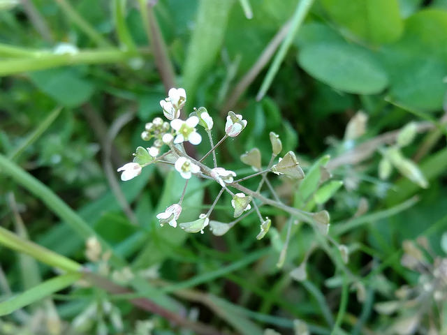 Shepherd's purse grows in gardens, fields, waste grounds, and embankments with soils that are not too dry and that provide enough sunshine. Maryland Biodiversity Project Shepherd S Purse Capsella Bursa Pastoris
