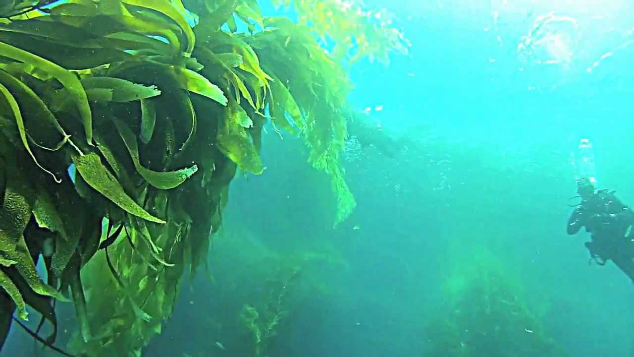 Point Loma Kelp Forest to Be Tested for Radiation from Fukushima