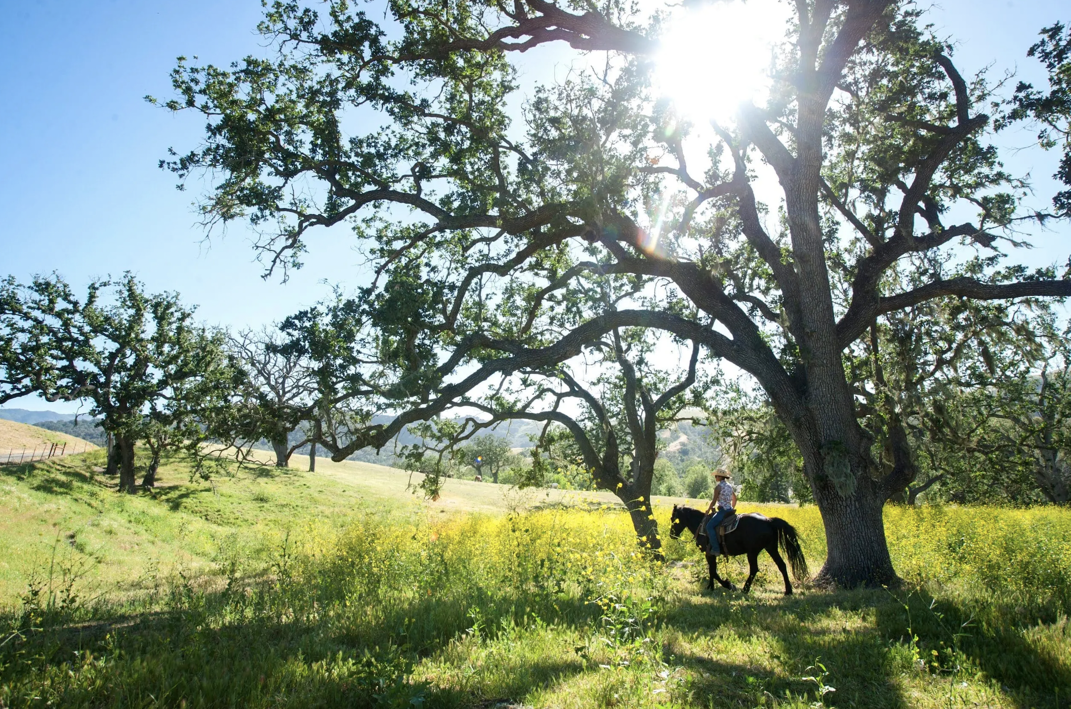 Where to Go Horseback Riding in California, From Wine Country to the Coast