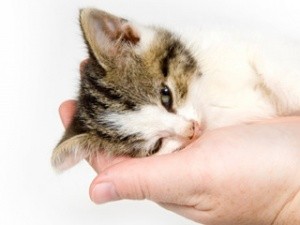 Выпадает третье веко у кота. Третье веко у кошки: причины, лечение