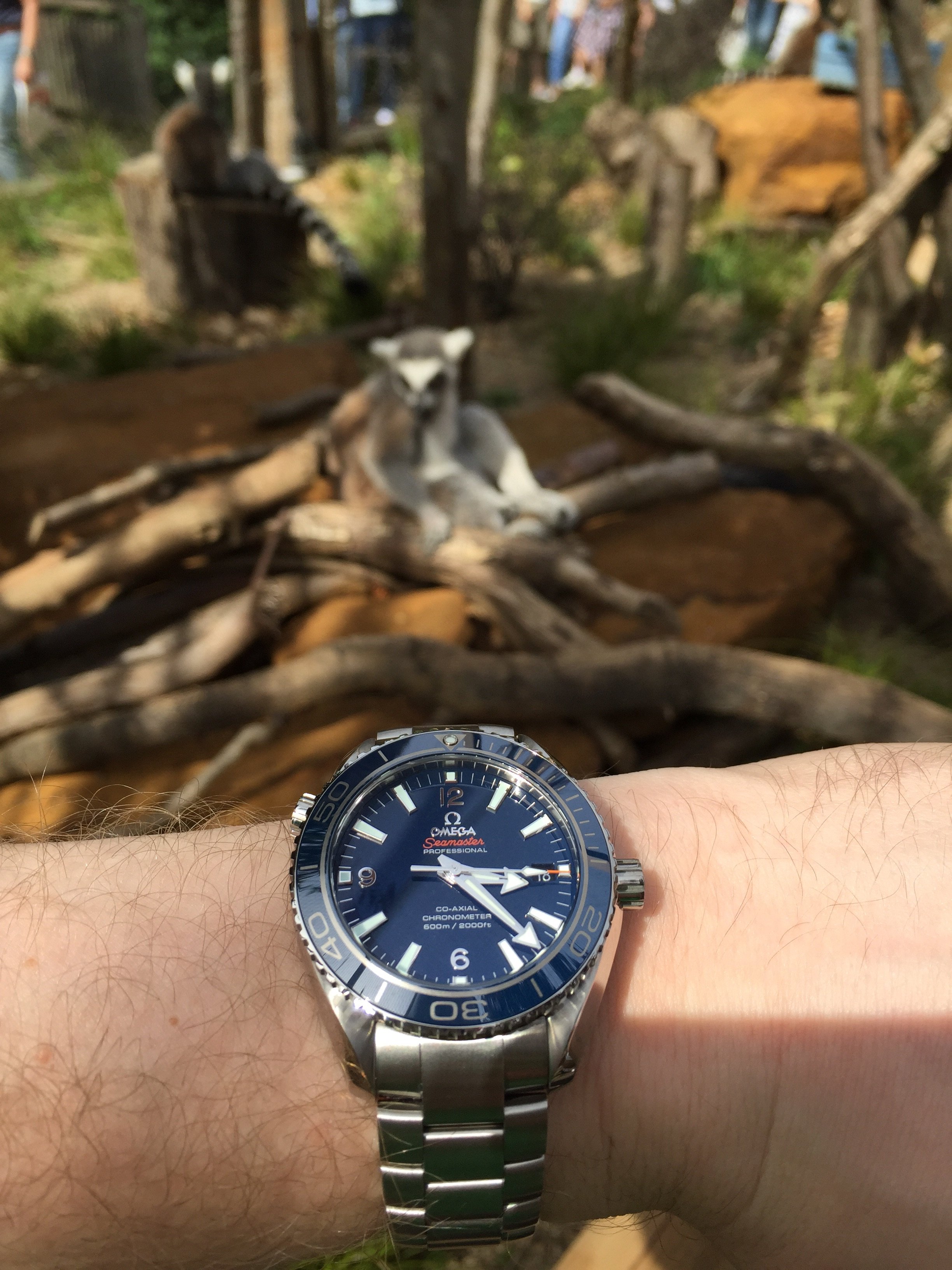 SM300 or Planet Ocean with titanium case? | Omega Forums