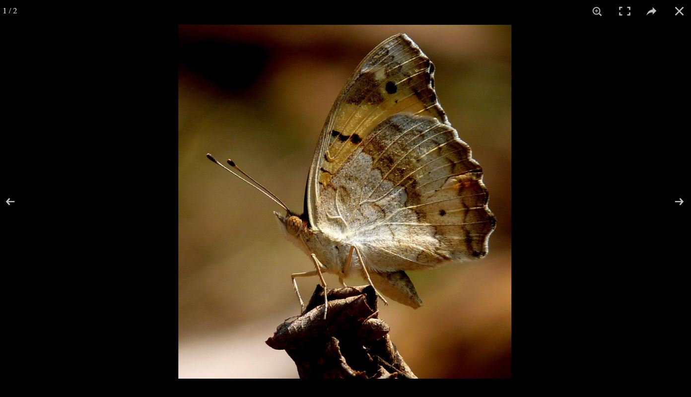 30+ JavaScript Image Gallery Examples - OnAirCode