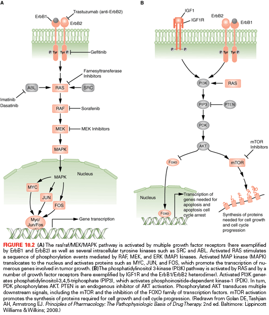 Molecular Biology of Breast Cancer | Oncohema Key