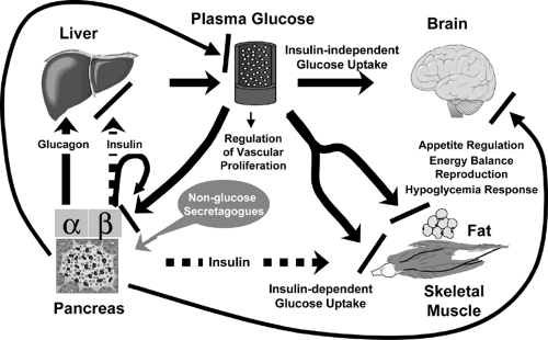 The Molecular Mechanism Of Insulin Action And The Regulation Of Glucose 