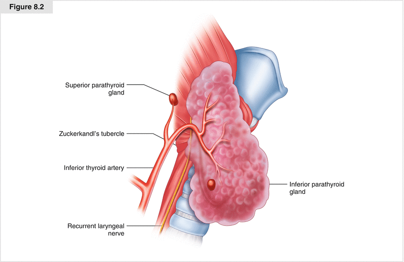 Goiter Approach Substernal Goiter | Oncohema Key
