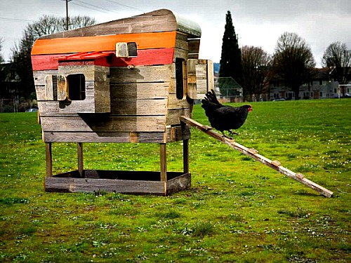 I've never worked on a farm. Unique Chicken Coops - One Hundred Dollars a Month