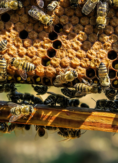 Naturepest provides live bee removal miami to residential homes and businesses in an eco friendly manner, saving the bees while protecting your health. Bee Removal Eco Friendly Relocation By One Two Tree Miami