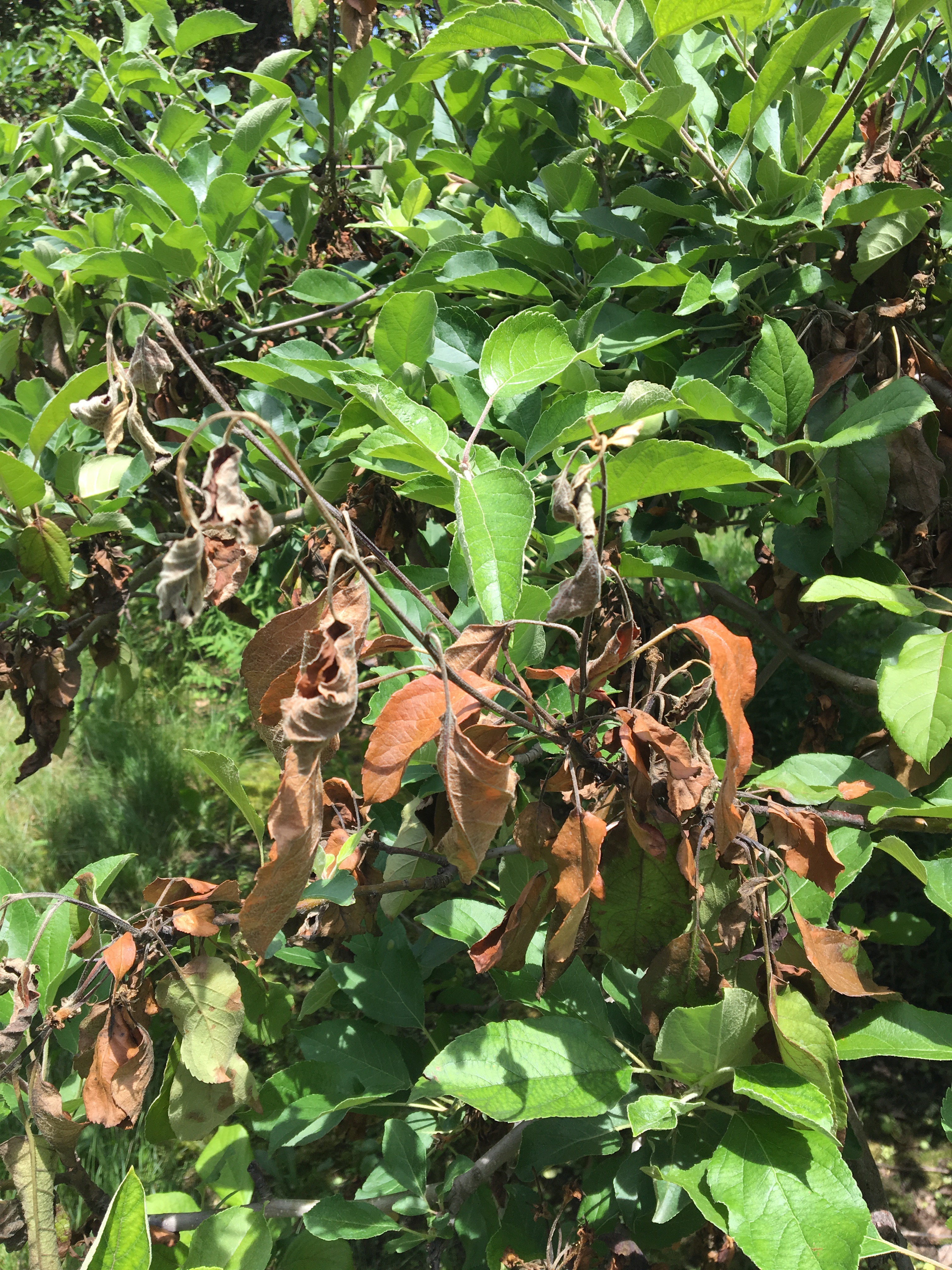Fire blight on apple branch
