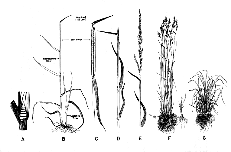 Know Your Grass Growth Stages for Successful Grazing Management On