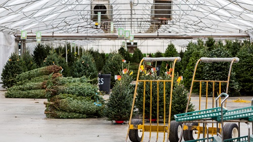 Farmers generally choose imperfect grounds for cultivating christmas trees, but if you want to give your trees the best possible start, pick a . 21 Tips For Starting Running A Successful Christmas Tree Farm Oolipo