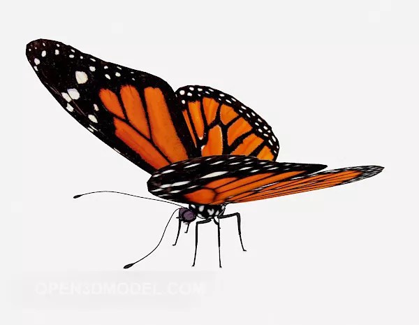 If you print the pieces for a cardboard model, instead of cutting, it'll look better if the pieces are sliced. Wild Pattern Red Butterfly Free 3d Model Max Open3dmodel 518213