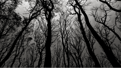 Find images of black forest. Black Forest Wallpaper Openclipart