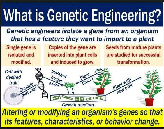 Genetic engineering biotechnology what is genetic engineering the. Science Applications Of Biotechnology Genetic Engineering 119