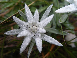 ガルデナ峠からコルフォスコへ 7 6 Orangeplanet 髙野山岳ガイド事務所