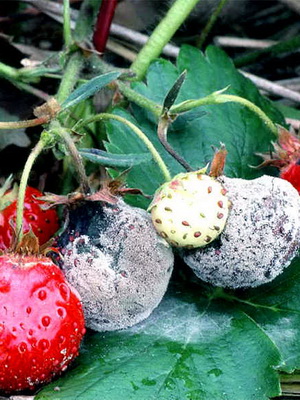 suku puoli sarja kuva xnxx