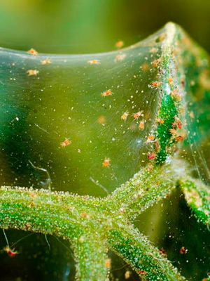 Google iso musta pillua