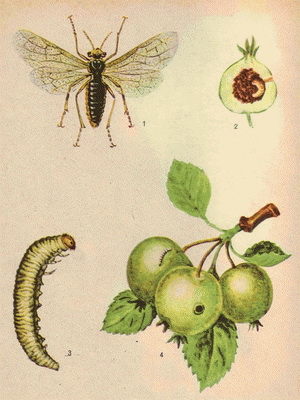 paras tapa antaa Blow Job video