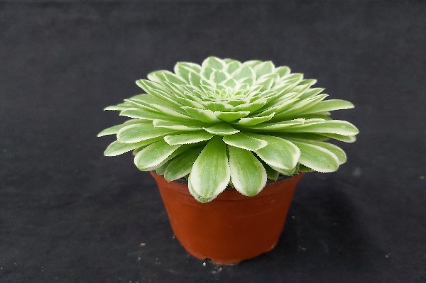 Plant are easy to grow and will develop the odd offset and grow to around 20 cm high. Aeonium Emerald Ice Shop Ottershaw Cacti