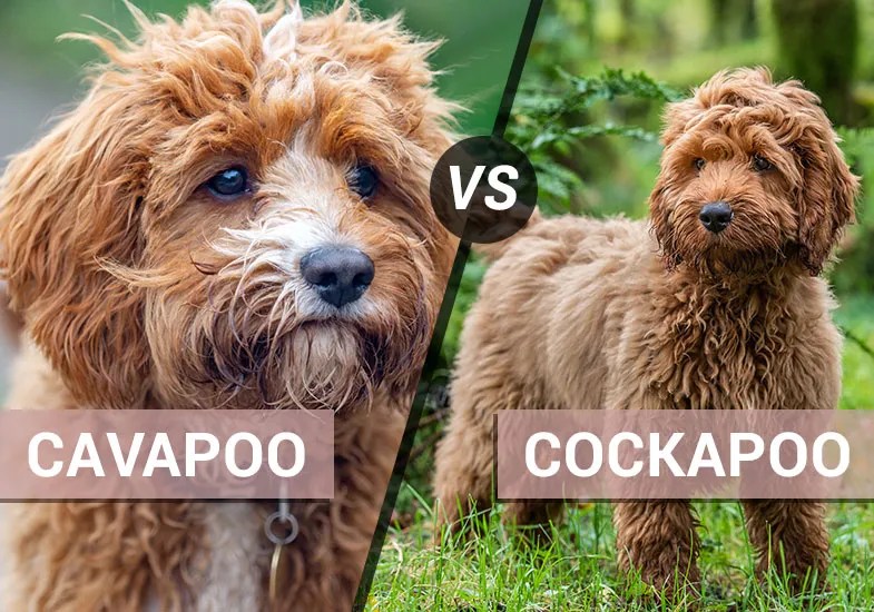how do i train my dog to speak - Ilustrasi 3
