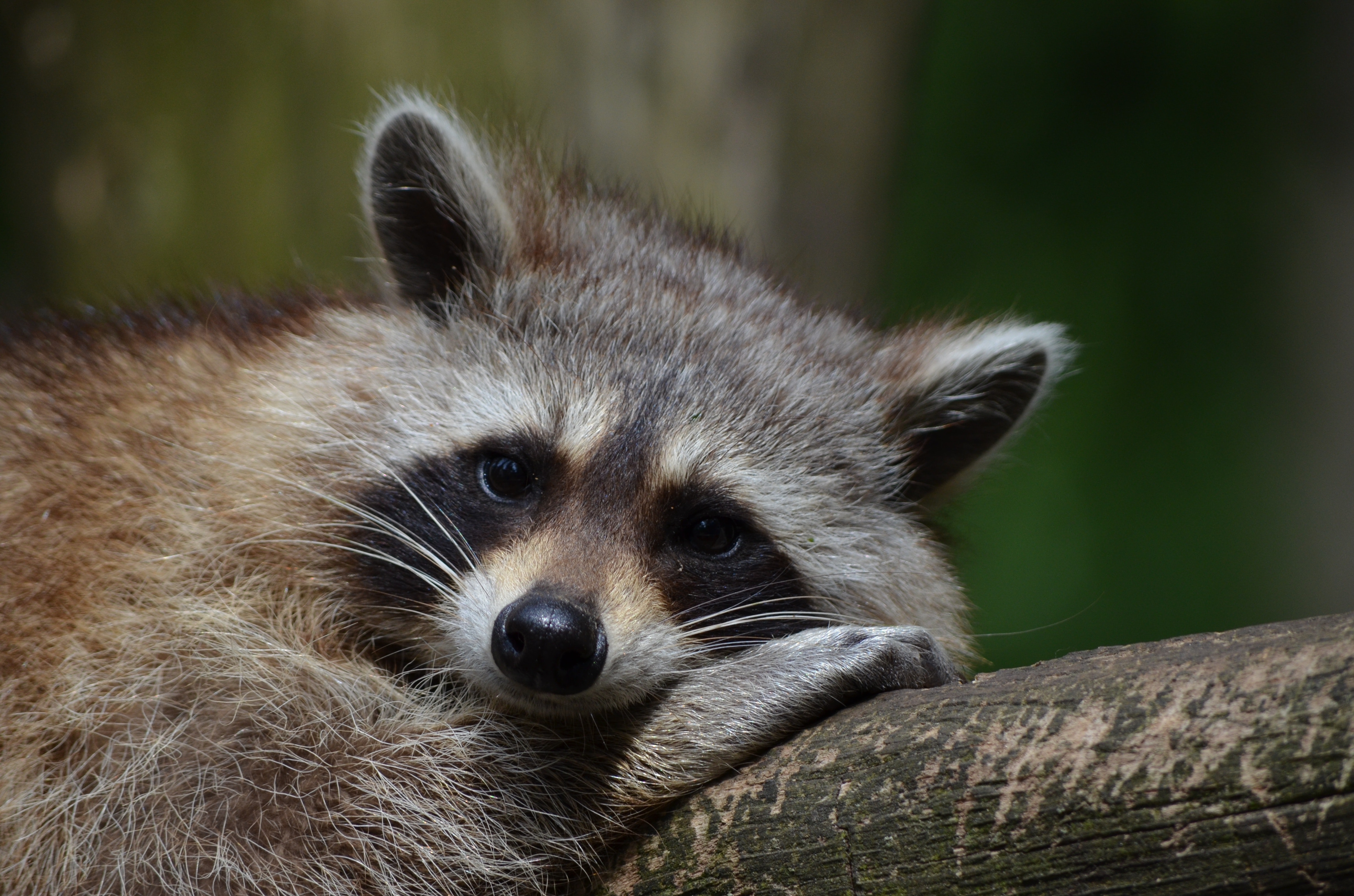 At lunch gatherings, supervisors would share personal stories of triumphant advancement up the ladder. Are Raccoons Intelligent Animals? - Our Funny Little Site