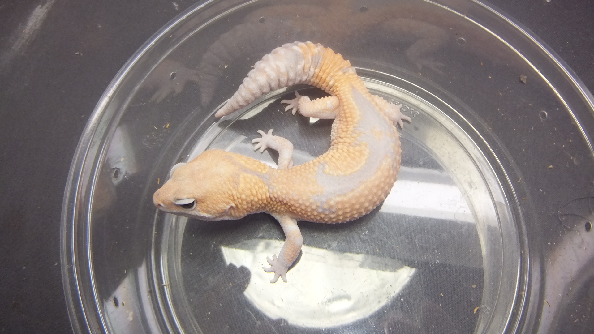 ニシアフリカトカゲモドキ | オーナーズフィッシュ