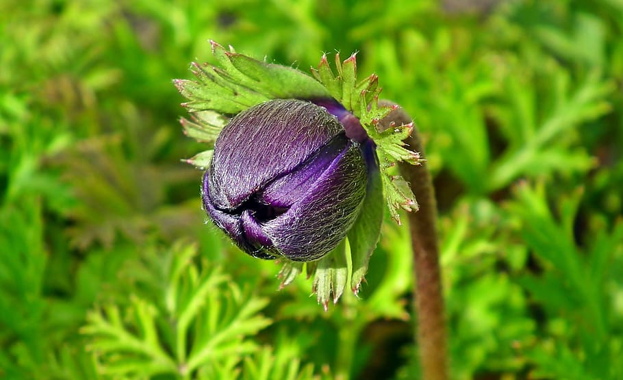 After they sprout, allow the seedlings to remain outside over winter under a . Anemone Flower Bud Spring Garden Jaskrowate Macro Nature Closeup Hairy Pxfuel