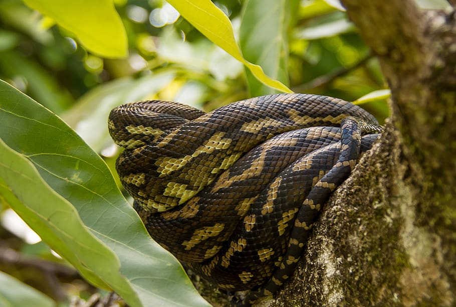 Pada fase telur, telur terjadi antara 3 sampai 5 hari di larva. Halaman 3 Gratis Python Foto Piqsels