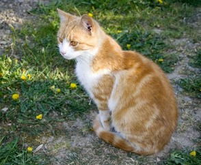 Es könnte sich um eine infektion handeln! Durchfall bei der Katze - MÃ¶gliche Ursachen und Behandlung