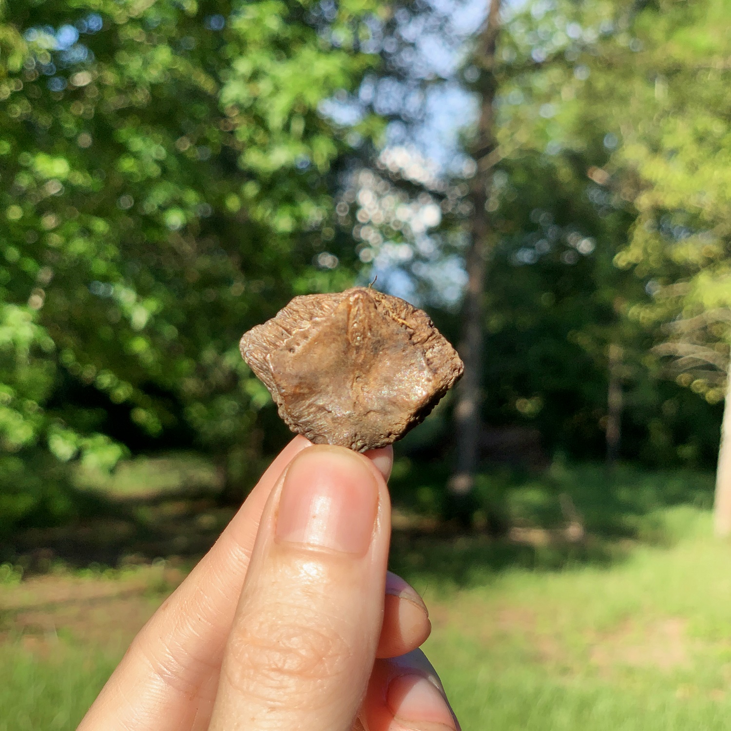 Fossil Turtle Entoplastron (Peace) Shell Pieces | Pleistocene of ...