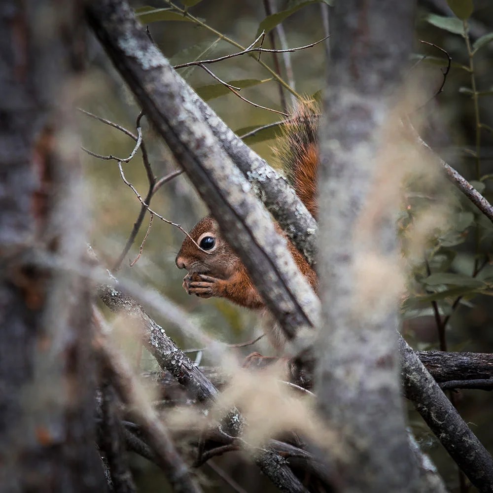 Ok, so this one isn't a paddleboat. But Emma can't resist squirrel photos.