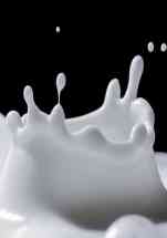 [Year-Round] Yogurt Lady