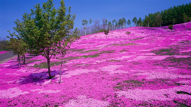 Las flores azul violeta también son plantas de principios de primavera. 5 atracciones naturales con flores - Parques Alegres I.A.P.