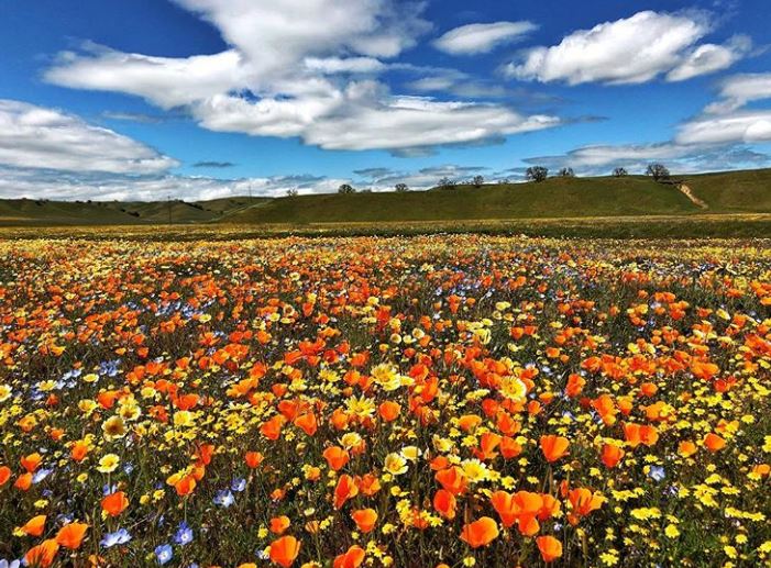 Paso Robles Wildflowers Paso Robles Wine Country Alliance