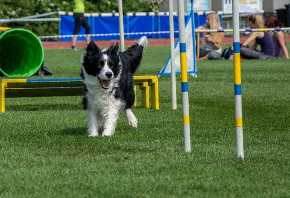 There is a long list of why dogs are such a wonderful companion to have, some of the reasons include their loyal nature, their loving disposition, and protective instincts. How To Make A Dog Agility Course Out Of Household Items 7 Different Stations Patchpuppy Com